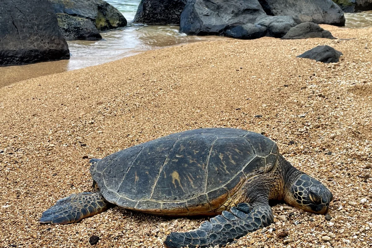 Kumsalda deniz kaplumbağası caretta caretta