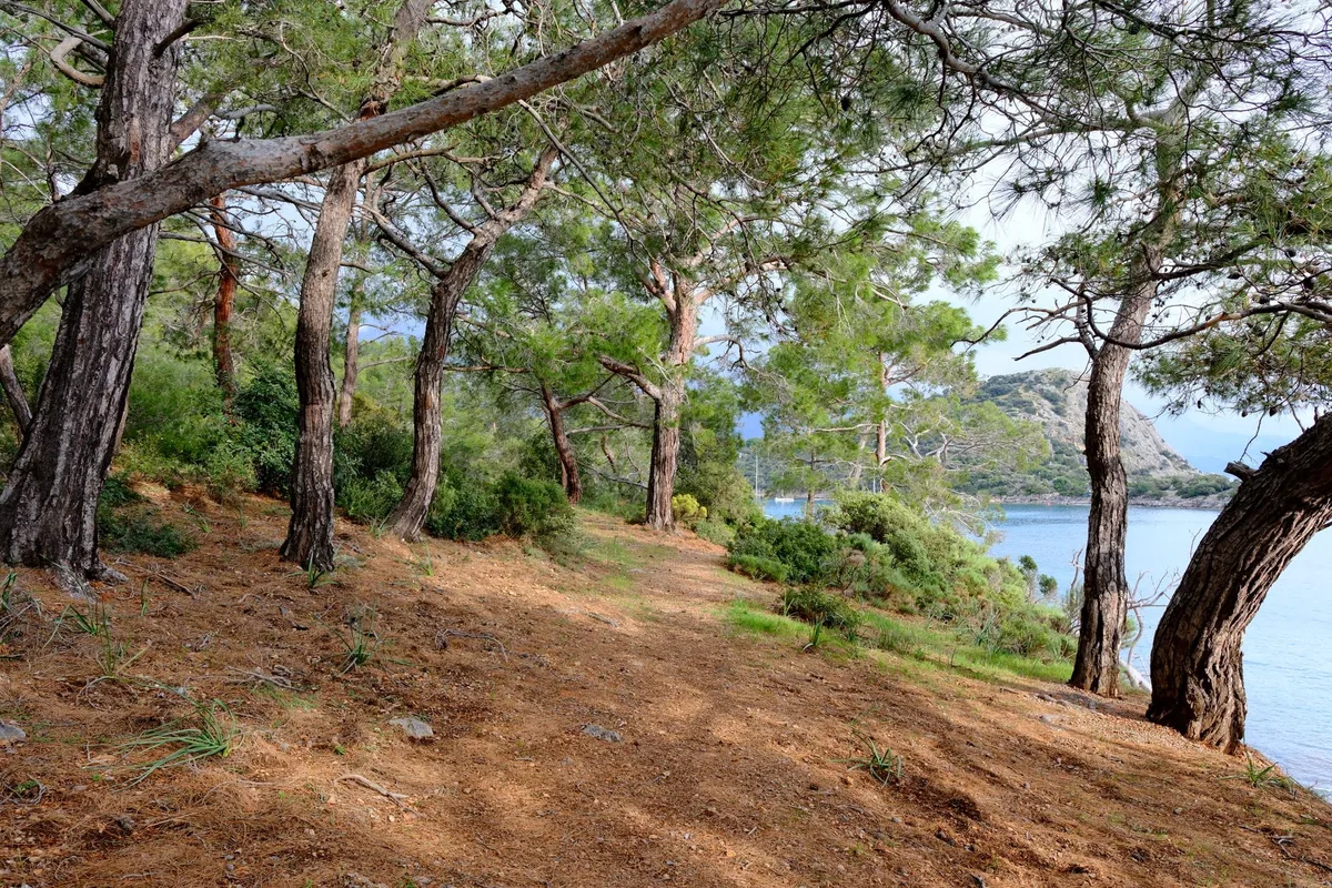Geyikbayırı çevresinde Akdeniz çam ormanı ve yürüyüş rotası