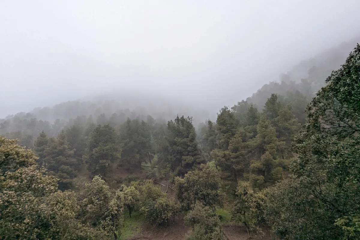 Sedir ve karaçam ormanı, dağ yamacı
